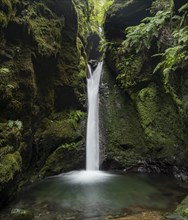 Waterfall in a narrow gorge overgrown with moss and ferns