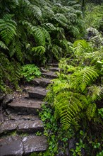 Stone steps with ferns at Caldeirao Verde