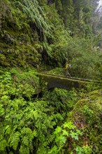Hikers on a bridge over a small gorge