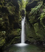 Waterfall in a narrow gorge overgrown with moss and ferns