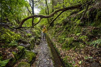 Hikers on a narrow path along a levada