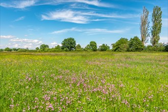 Natural meadow with pink spring flowers
