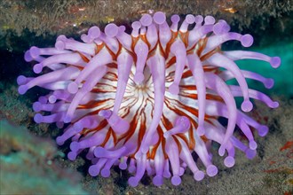 Purple club-tipped anemone