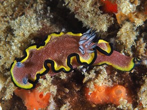 Red-brown sea slug