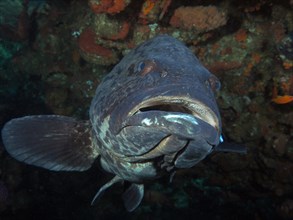 Portrait of potato grouper