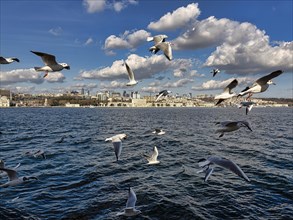 Seagulls flying on the Bosphorus