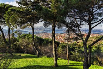 Pines on a hill overlooking the city on the Bosphorus