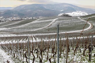 grapevines in winter on the Kirchberg in Sachsenheim-Hohenhaslach