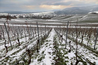 grapevines in winter on the Kirchberg in Sachsenheim-Hohenhaslach