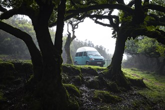 VW bus between trees