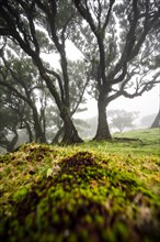 Laurel trees overgrown with moss and plants in the mist