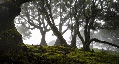 Laurel trees overgrown with moss and plants in the mist