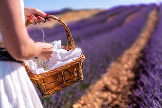 Woman's hand picking lavender in a lavender field with purple flowers in a basket