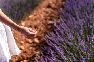 Hand of a woman picking lavender in a lavender field with purple flowers