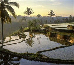 Water-filled rice terraces at Tegallalang