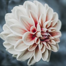 Single Dahlia flower with bokeh background