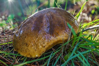 (Boletus reticulatus) mushroom growing in a grassy meadow with dewdrops and sunbeams shining on it
