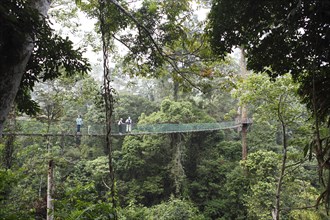 Suspension bridge in the rainforest