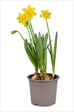Spring flower plant 'Narcissus Clamineus Tete Boucle' in bloom in flower pot on white background