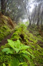 Levada in the densely overgrown forest with fog