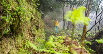 Hiker on a levada in the dense forest with fog