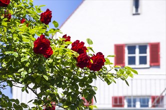 Red rose bush in front of a municipal residential building