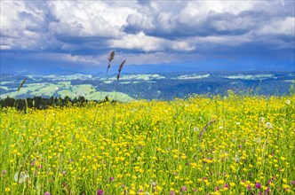 Lush mountain meadow nestled in a rural setting in the western Allgaeu around the municipality of Scheidegg near Lindau