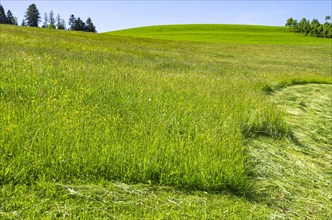Hay meadow nestled in a rural setting in the western Allgaeu around the municipality of Scheidegg near Lindau