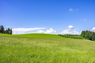 Hay meadow nestled in a rural setting in the western Allgaeu around the municipality of Scheidegg near Lindau