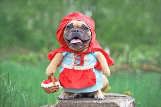 French Bulldog dog dressed up as fairy tale character Little Red Riding Hood with full body costumes with fake arms wearing basket in forest