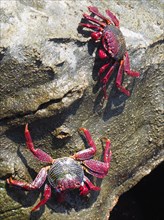 Two specimens of red rock crab