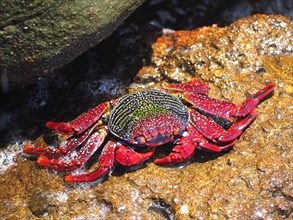 Red rock crab