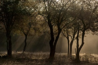 Sun rays filtering down to the frosted forest floor during winters in Ranthambore national park