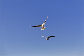 Two black-headed gulls