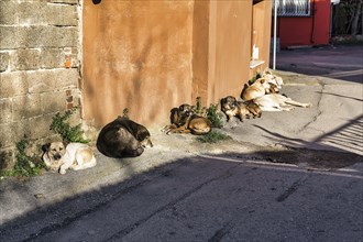 Pack of street dogs