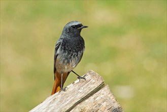 Black Redstart male standing on tree trunk seen from front right
