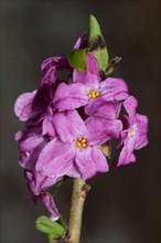 Common daphne branch with green leaves and a few open purple flowers