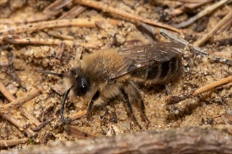 Solitary digger bee sitting on sand with needle litter left sighted