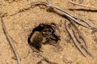 Solitary digger bee sitting in brood hole in sand looking down left