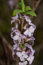 Common daphne branch with green leaves and some open purple flowers