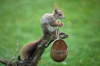Squirrel holding nut in hands sitting on tree trunk with food bowl seen from front right