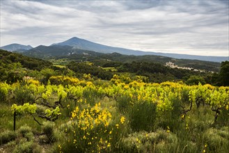 Medieval mountain village and Mont Ventoux