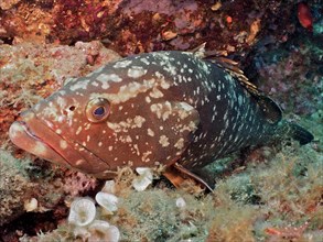 Portrait of dusky grouper