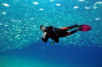 Diver swimming under school of mackerel