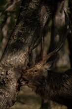 Sambar deer stag rubbing antlers on a tree trunk to get ready for the rutting season in Rantham bhore national park
