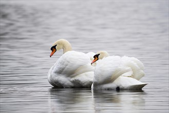 Courting Mute Swans