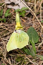 Common Brimstone butterfly hanging on yellow flower looking up right