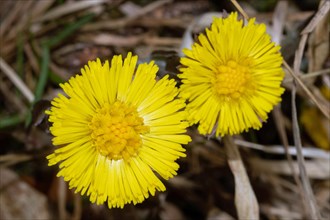 Coltsfoot two open yellow flowers next to each other