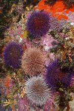 Cape sea urchin