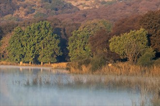 Misty waters of a lake in Ranthambhore national park in winters